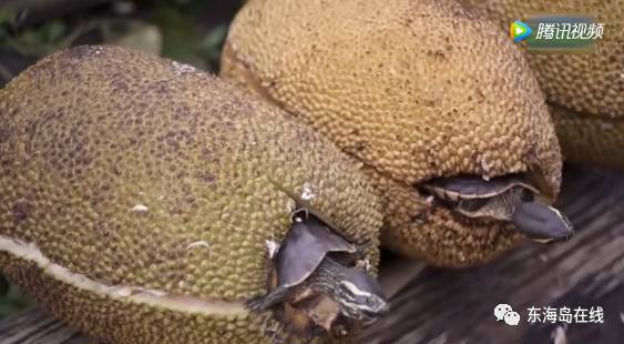 狗欢欢 看起来您提到了“狗欢欢”