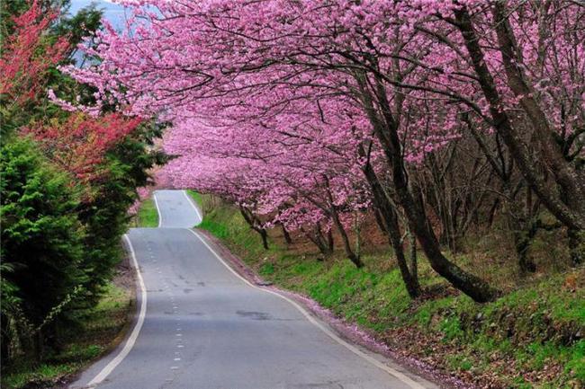 小马大车性爱视频 