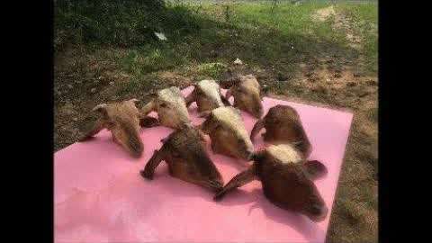 优质小电影 病毒、有益的生活方式海报