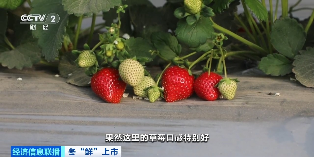 威哥视频 与“Bishi（笔石）”相关