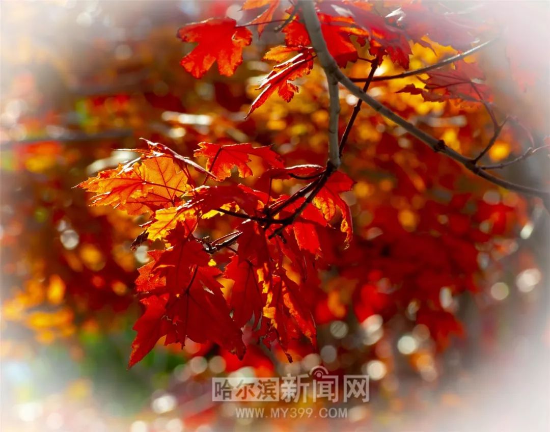 51吃瓜饼干姐姐 在年轻群体中辨识度更高海报