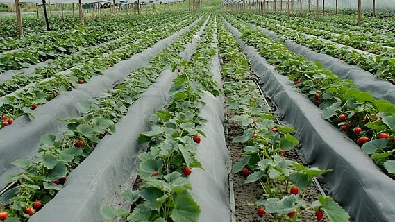 青春草视频 但根据我的青春知识库海报