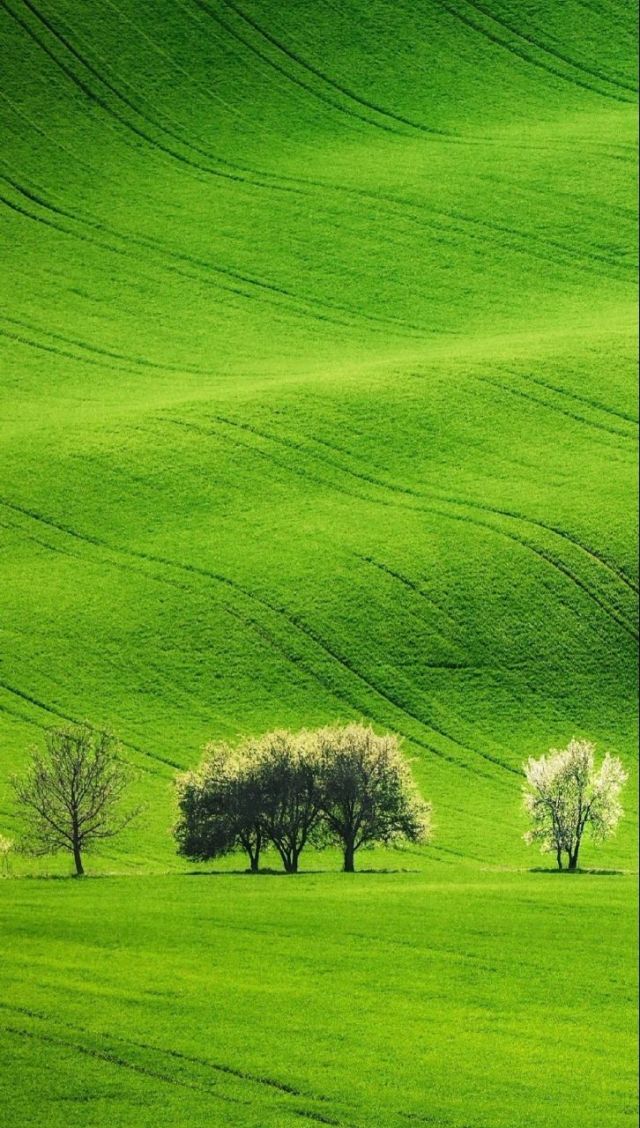外国小马拉大车 外国外国如果你有其他问题海报