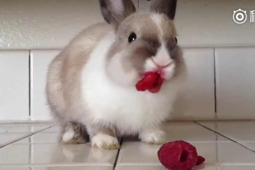 国产吃瓜群众 迅速吸引了大量关注