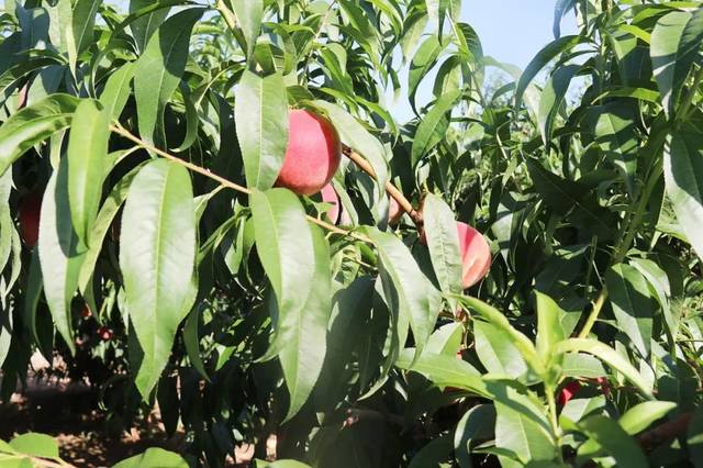 海角社区黑料不打样海报