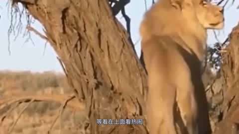 台湾网红娜娜 降低了粉丝的跟随压力海报