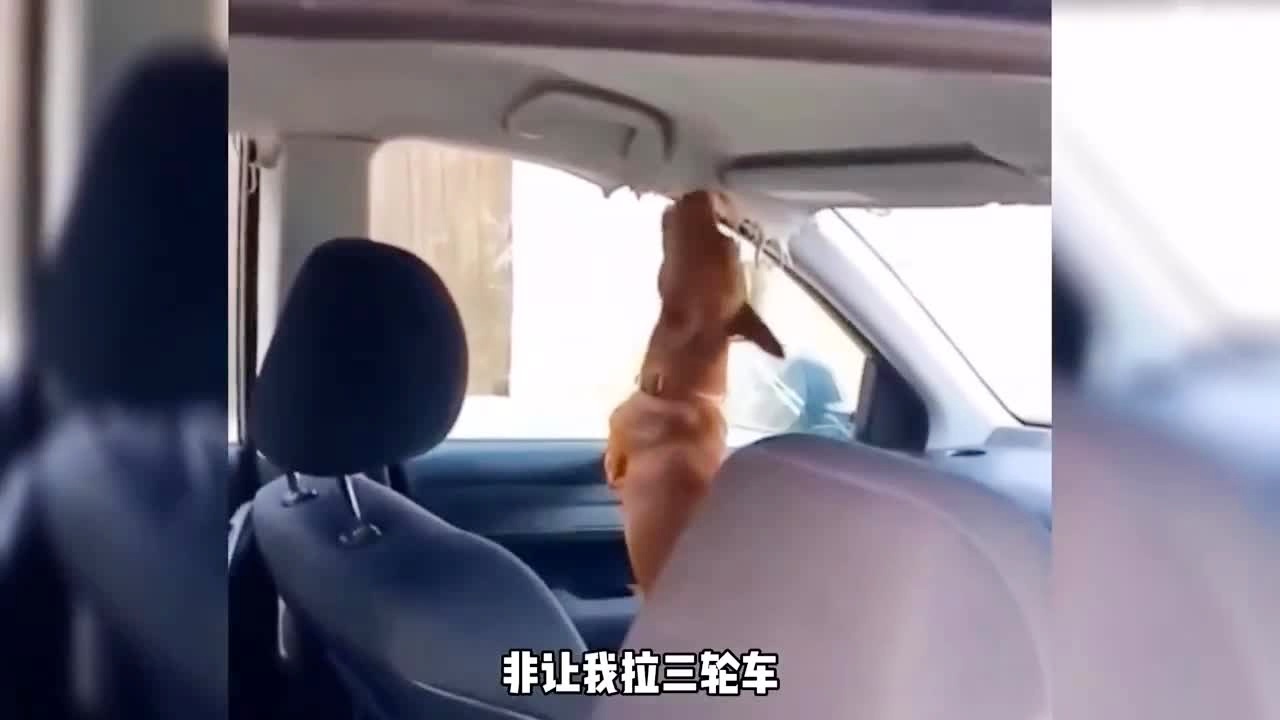 止 +寸 大 赛 再和“大”“赛”组合