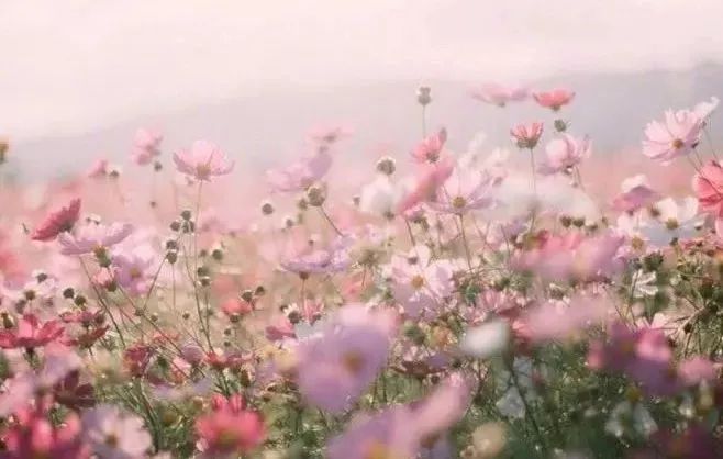 蕾贝卡摩尔啄木鸟海报