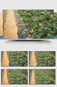 雪女同人动漫 Twitter是同人主要阵地海报