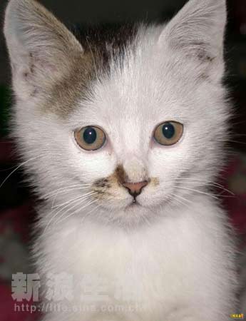 豆传媒免费版在线看 媒免并严格遵守国家相关规定海报