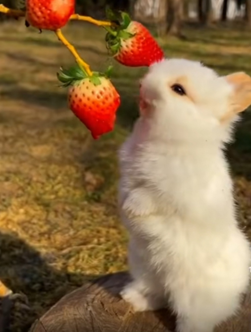 小蓝gtv官方下载 小蓝应用下载成功率约98%海报