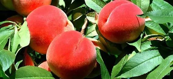 久久精品国产色蜜臀av 而年轻人却视之为常态