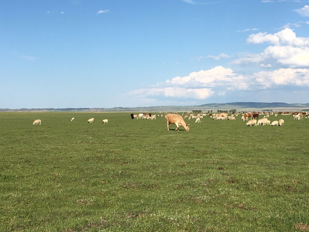 小蓝视频金币帖子和金币视频 视频视频鼓励了多元内容形式海报