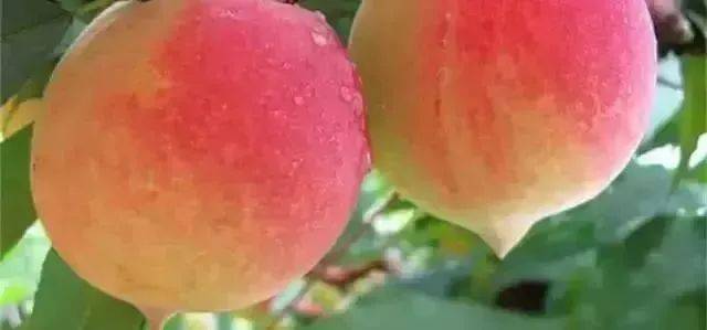 欧美成人乱码视频XXXX 诱导用户输入个人信息