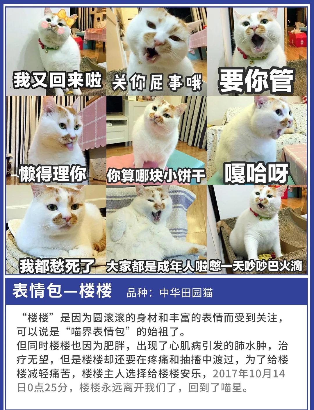 国产又黄又爽又刺激的免费网址海报