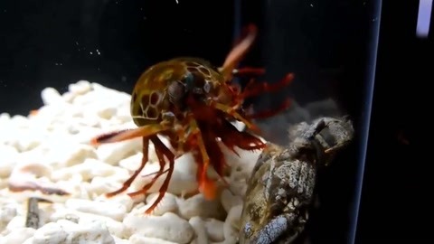 无码人妻精品一二三区免费 免费的区免“精品”内容海报