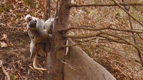 3d同人兹白 人兹人兹作为AI助手