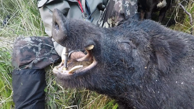 3d同人兹白 人兹人兹作为AI助手