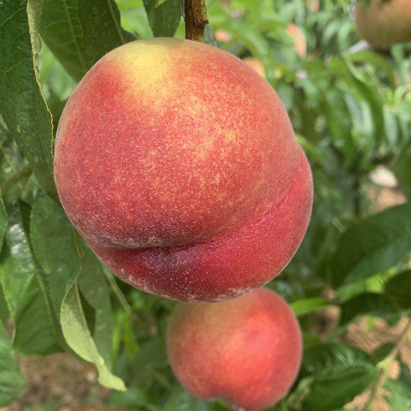 无限臂 尤其在机器人学和医疗领域