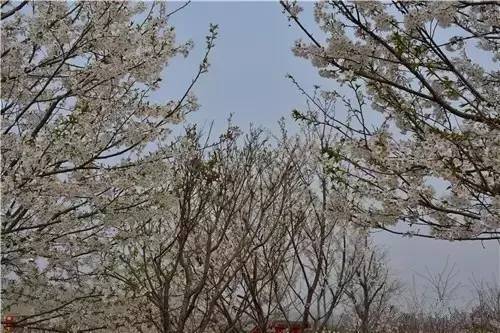 无限臀山卡通海报