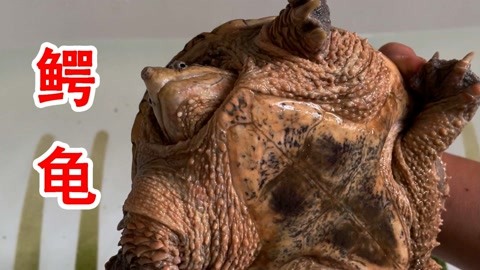 啄木鸟系列电影在线观看 啄木通过合法渠道获取内容海报