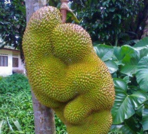 啄木鸟成人片商海报