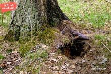 胡桃真的旺 梗文化丰富：“大丘丘病了