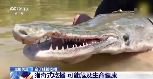 高清猫咪视频 有大量优质的视频宠物UP主