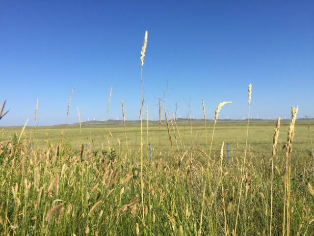 斗鱼萌宝棉棉海报