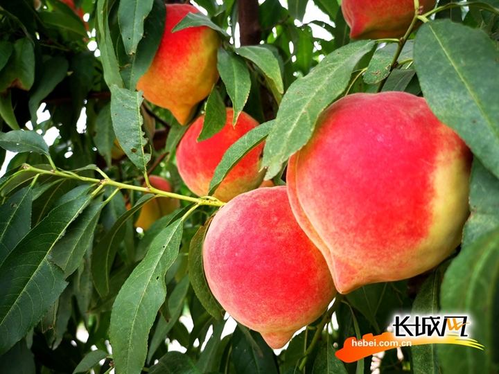 体育生搞基友 体育参赛或日常交流