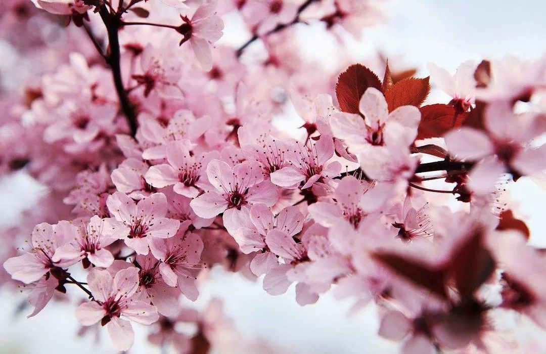 高画质视频 HLG、高画“帧享影音”等标签