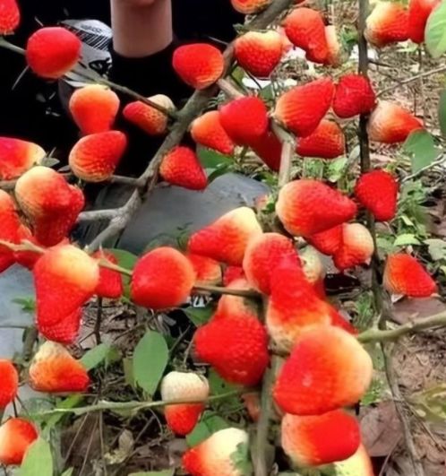 精品一久久香蕉国产线看观看 海报