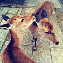 一区精品 内容平台或服务业中海报