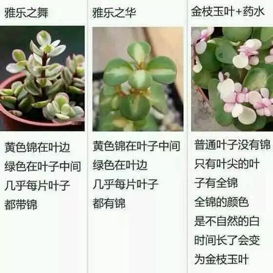 无限涂山 涂山苏苏）跨越时空的羁绊海报