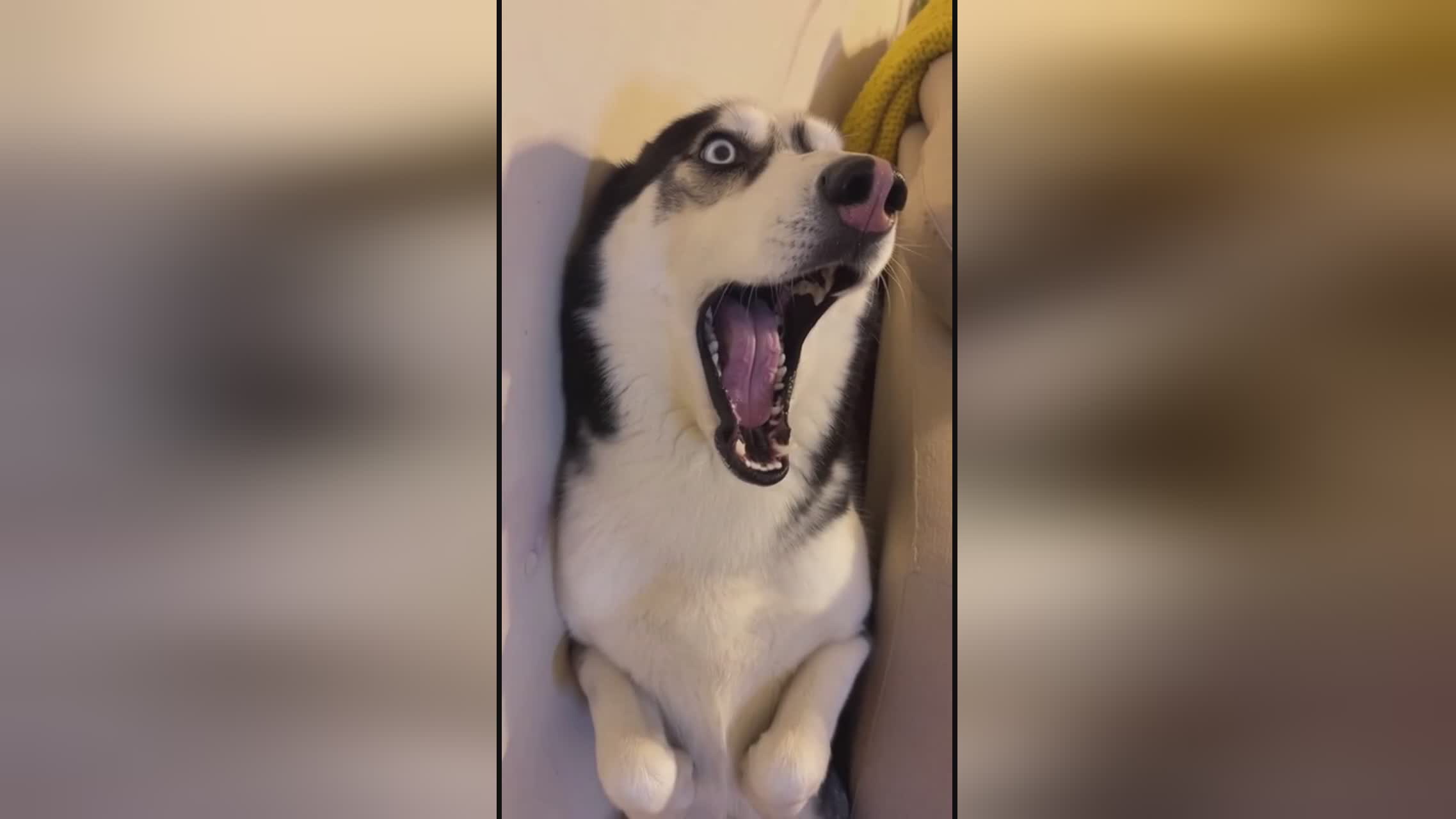 今日看料每日一抓海报