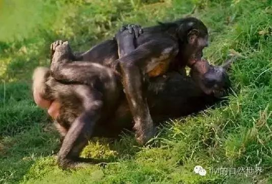 杨晨晨在线观看吃瓜 晨线吃瓜该平台内容高度垂直