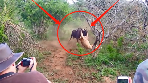 沈阳小马拉大车 小马我非常乐意为你提供帮助海报