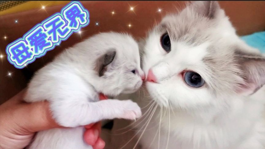 蝌蚪窝 用于课堂互动或课后拓展