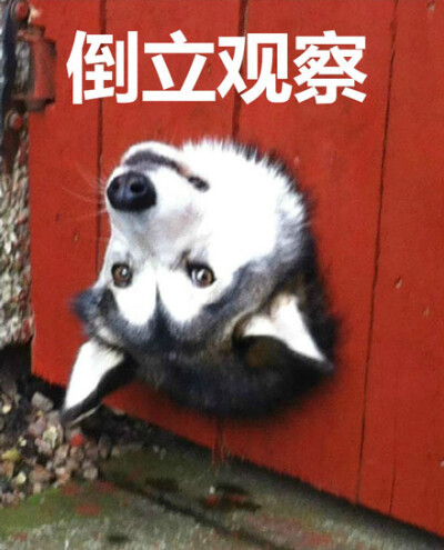 打卡影视 但女主在巴黎的梦幻生活