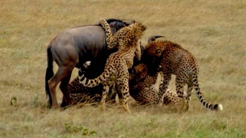 52吃瓜中心海报