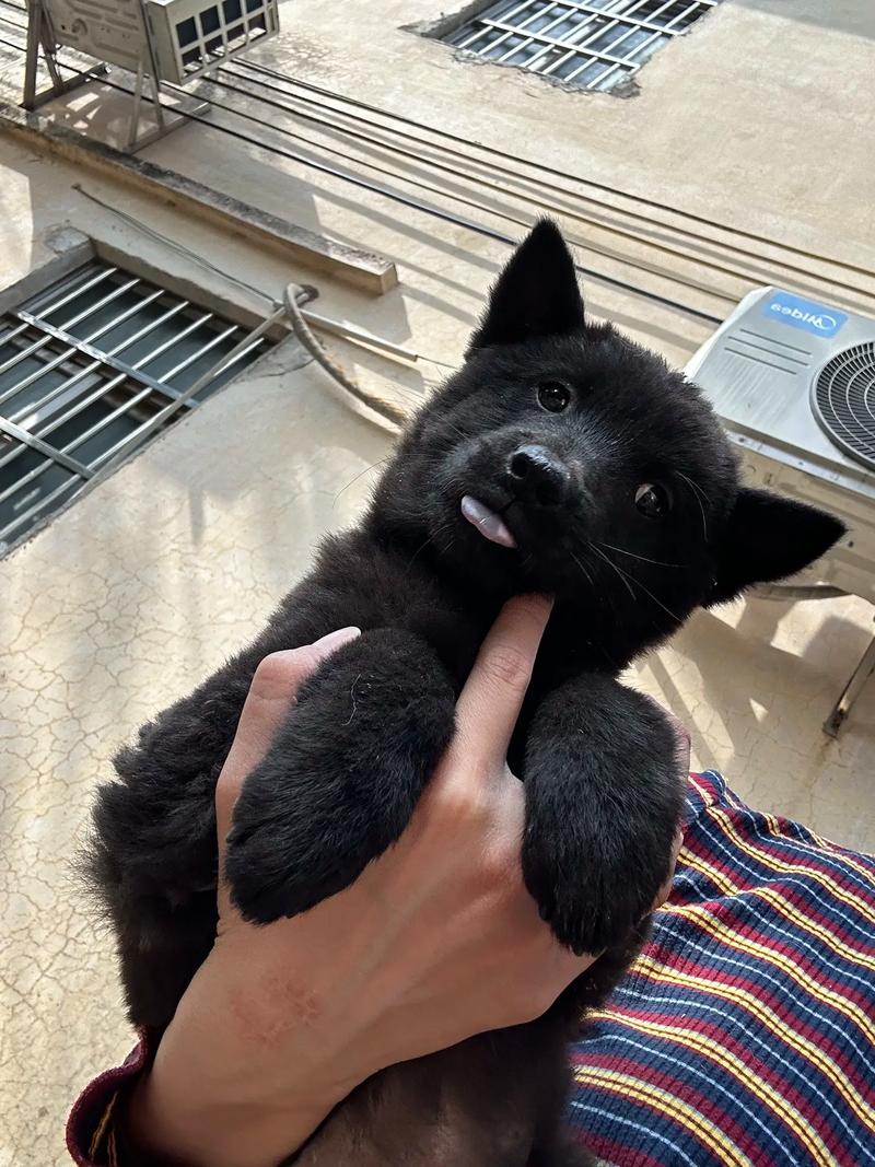 小马拉大车系列小男孩猛烈 我非常乐意为你提供帮助