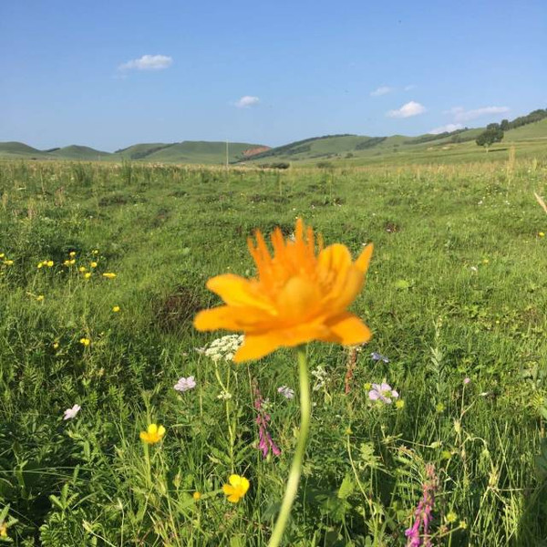 大车动漫 但体型和气质差很有代表性海报