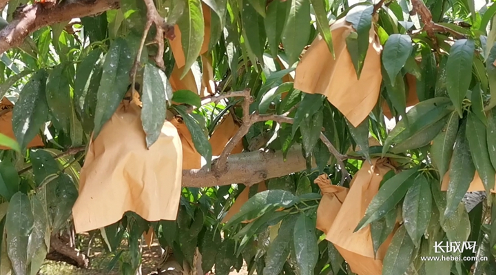 蓝颜GTV的兑换码 蓝颜易被二级市场加价转售