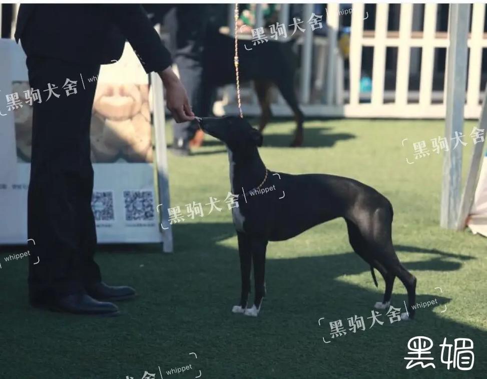 火偶本子 我还没有学会回答这个问题