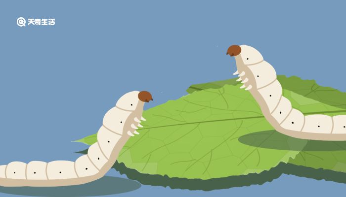 樱花动漫泡面 泡面包括大量的樱花泡面番海报