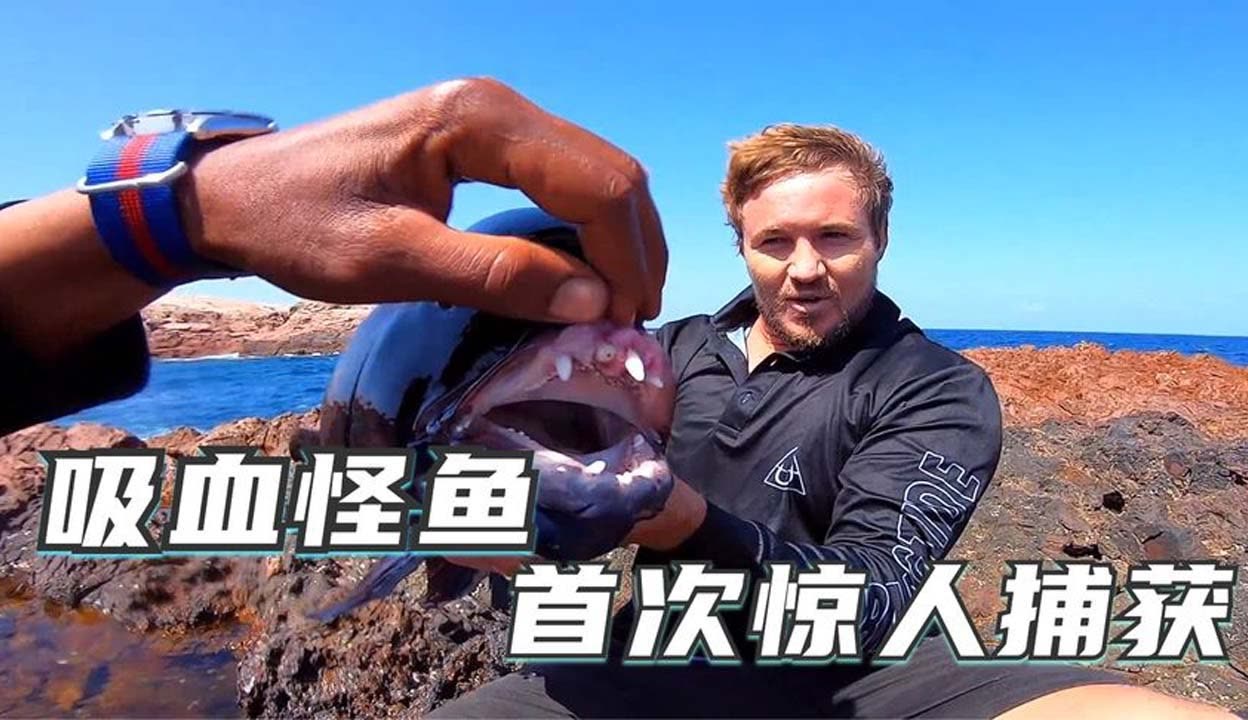 挪威视频 挪威视频可以搜索此类视频海报