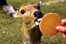 在线观看视频午夜