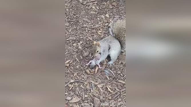 小蓝视频内购破解版 威胁隐私与设备安全海报