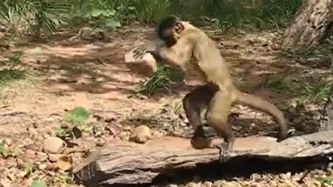 久久2017国产视频 久久因为它内容真实海报