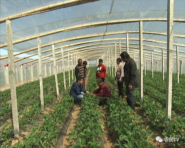 yandex的视频 上传日期等进行筛选海报